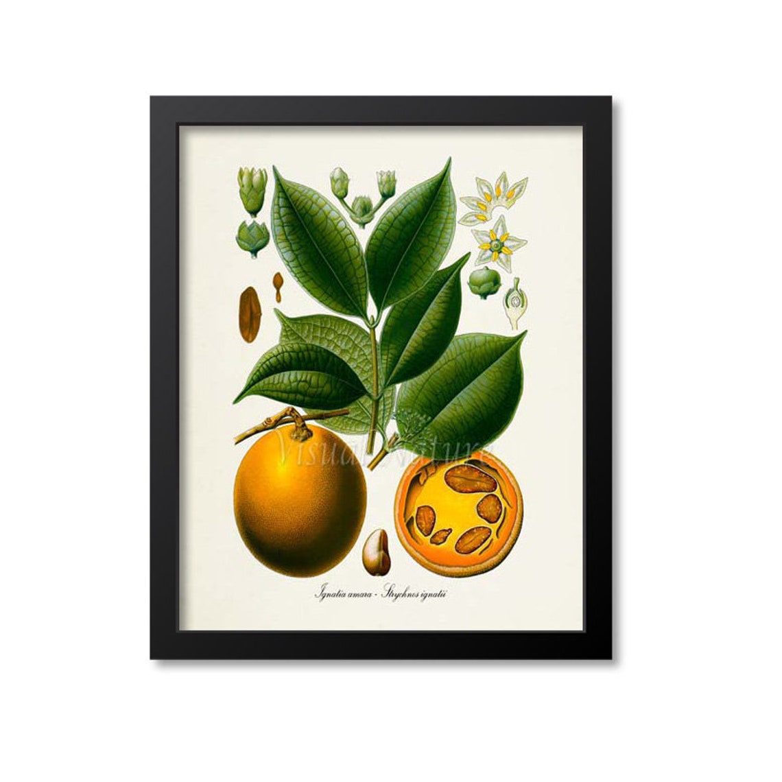 Ignatia Amara Tropical Fruit Botanical Illustration Study Poster