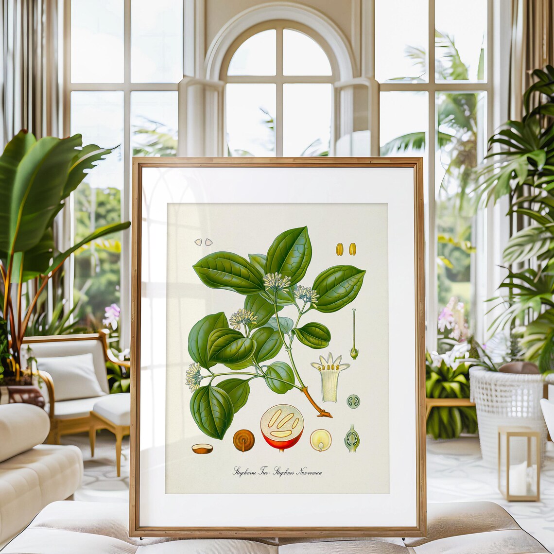Strychnine Tree Vintage Botanical Scientific Illustration Wall Poster - Image 3