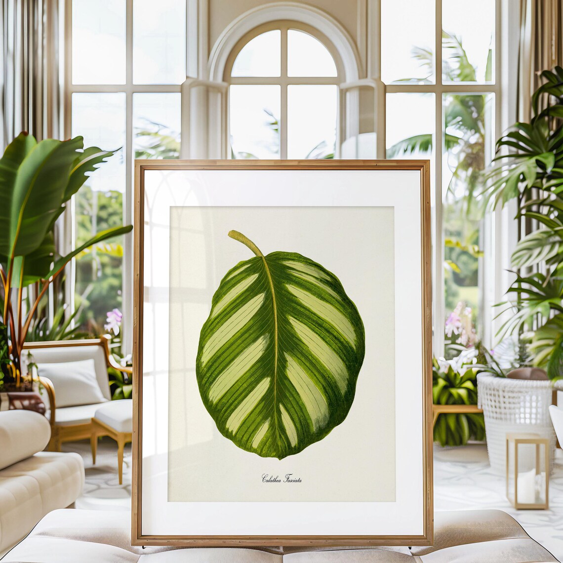 Calathea Fasciata Botanical Art Print, Green Leaves - Image 3