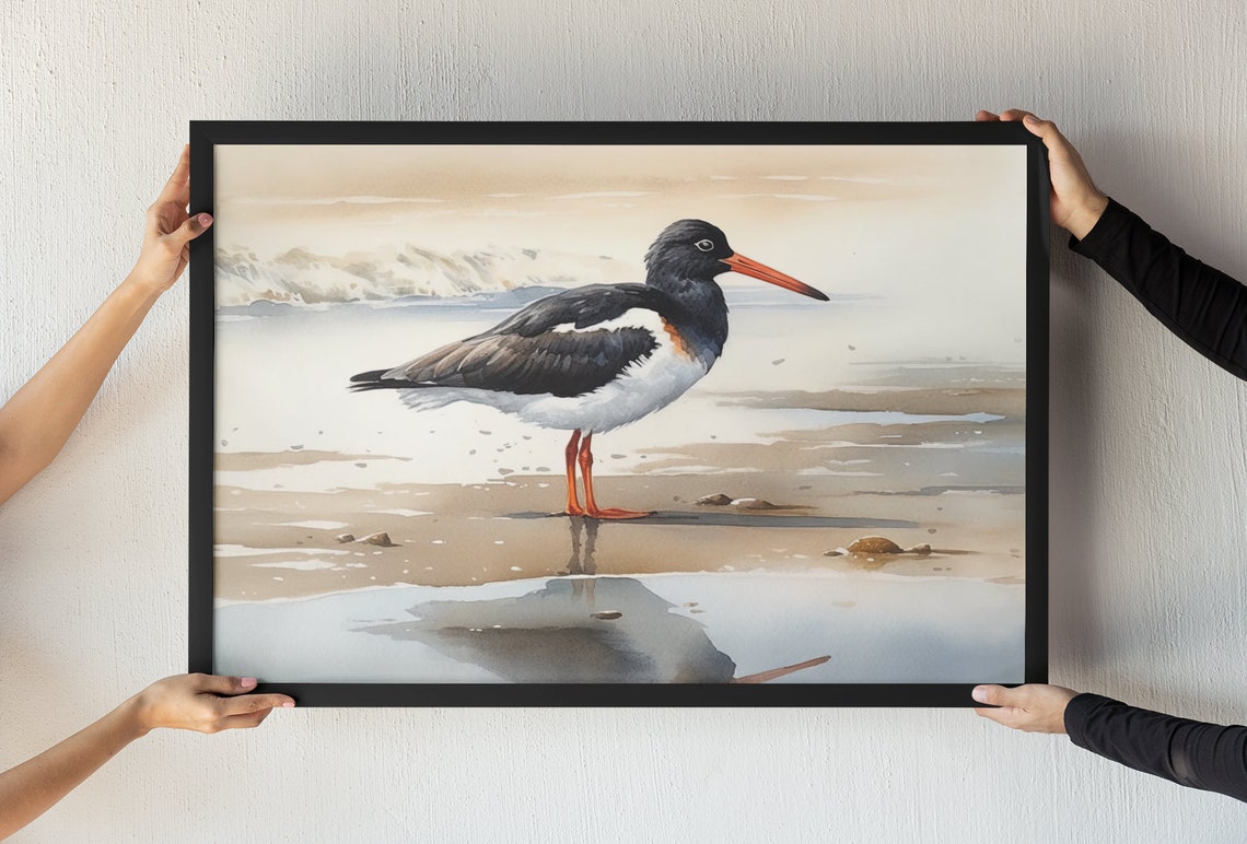 Oystercatcher Shorebird Beach Watercolor Coastal Bird Poster
