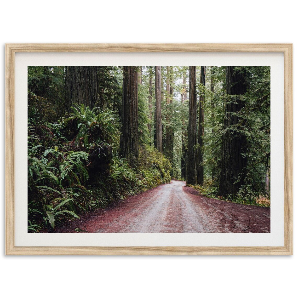 Pacific Northwest Redwood Trees Landscape Art Print