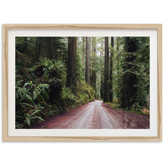 Pacific Northwest Redwood Trees Landscape Art Print