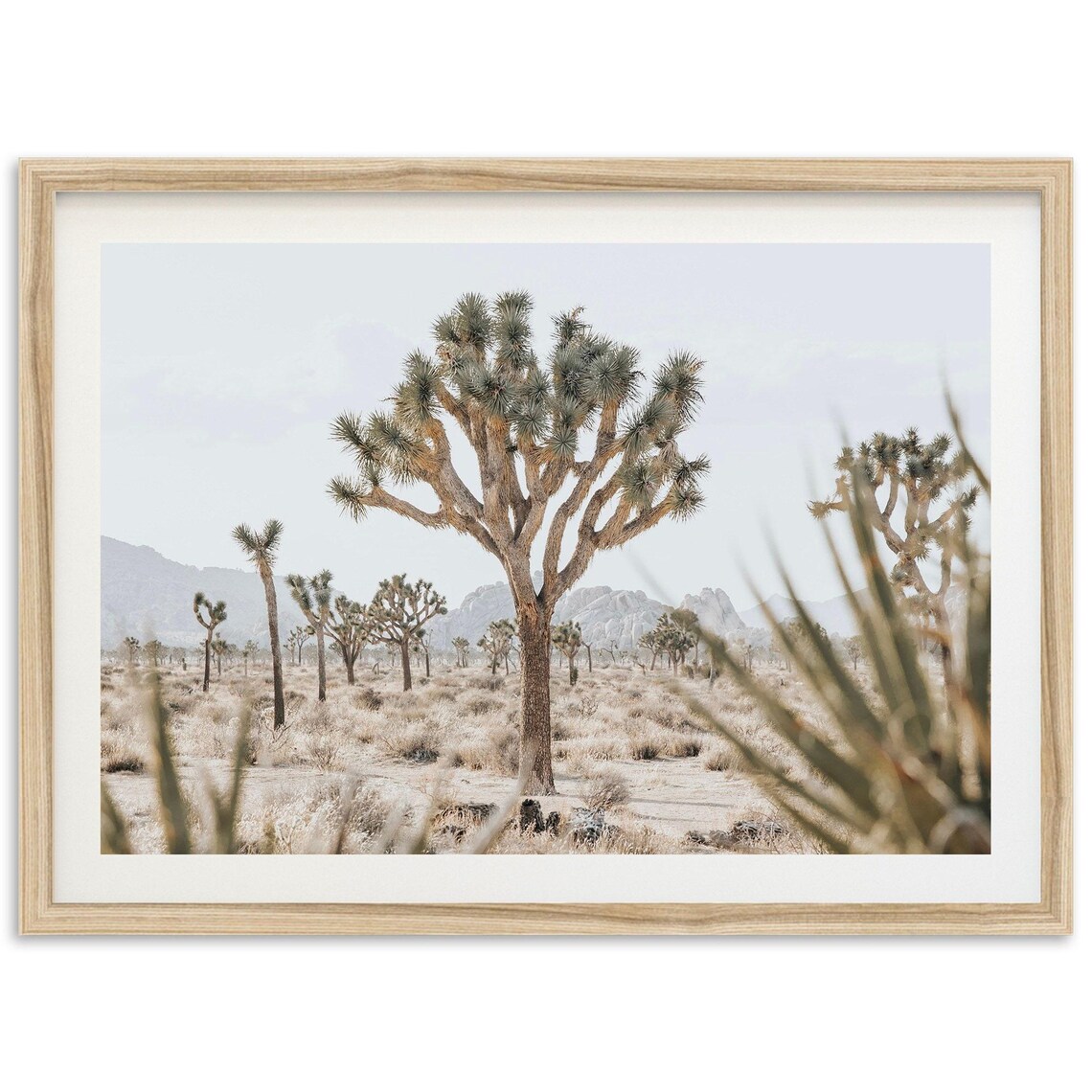 Joshua Tree Fine Art Print, Southwest Desert Landscape