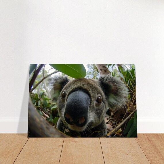 Koala Nose Close Up Fish Eye Eucalyptus Wildlife Photography Poster