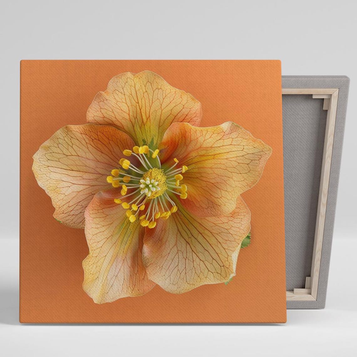 Hellebore Translucent Veined Petals Terracotta Botanical Poster