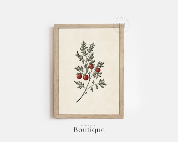 Vintage Tomato Plant Botanical Illustration Rustic Kitchen Poster