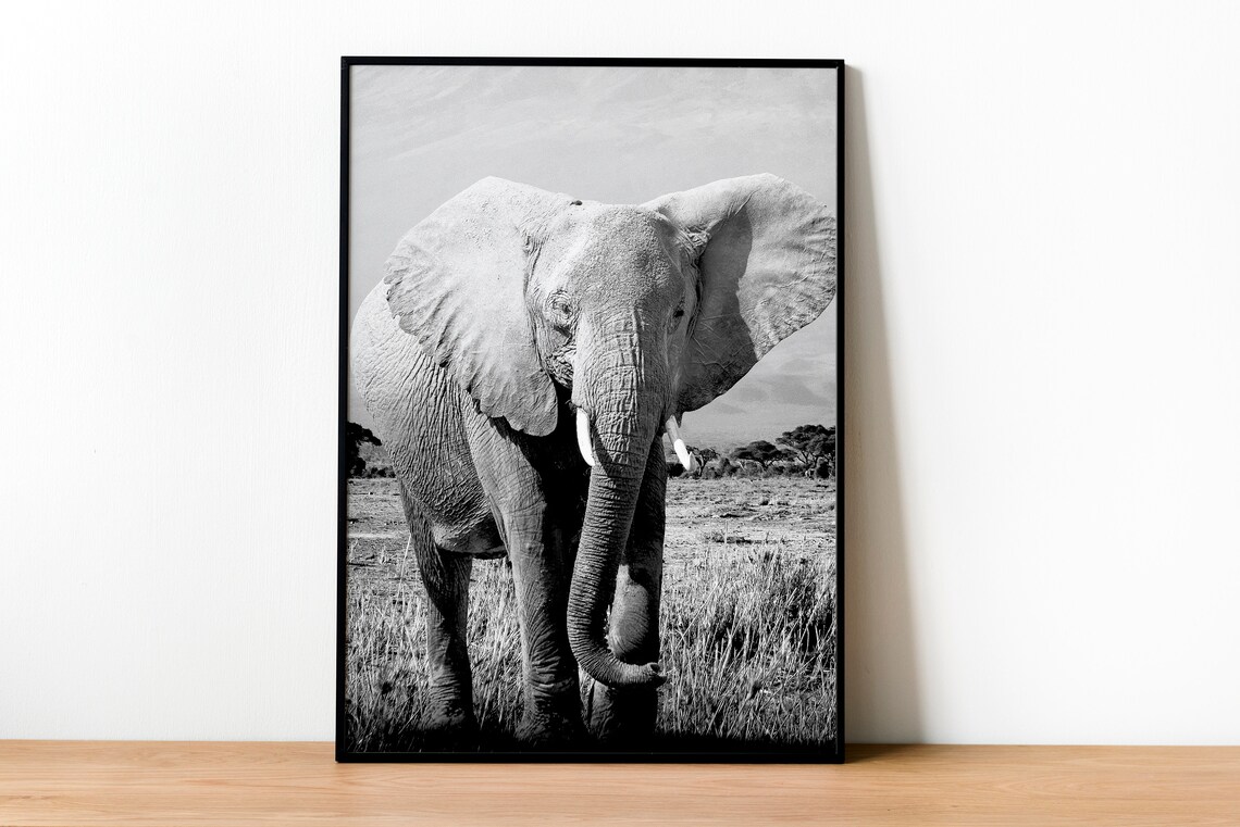 Elephant Photo, Safari African Animals