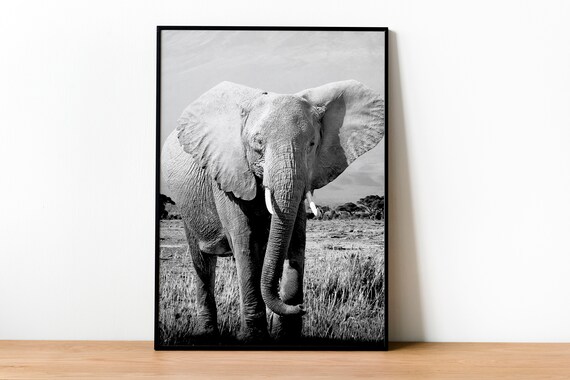 Elephant Photo, Safari African Animals