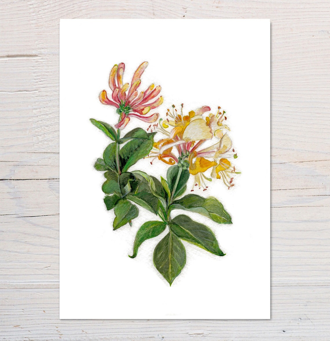 Honeysuckle Botanical Watercolour Wall Art with Cream Floral Detail