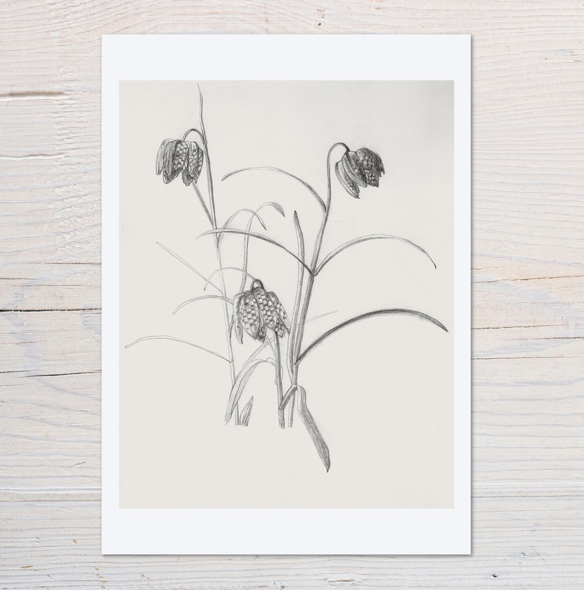 Fritillaria Pencil Drawing Vintage Botanical Wildflower Sketch Print