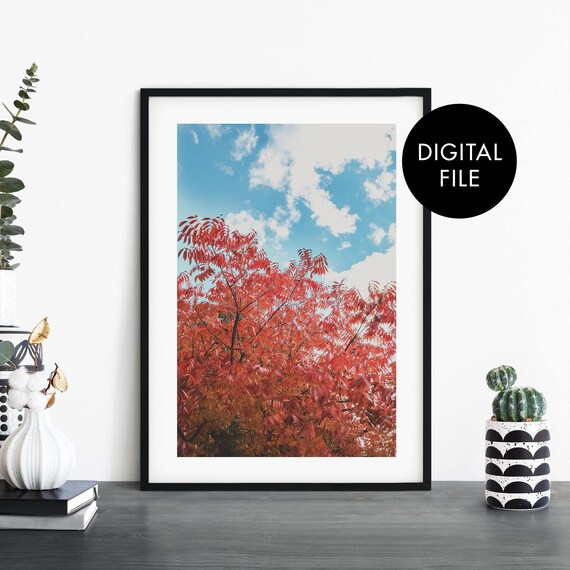 Fiery Red Autumn Leaves Foliage Sky Nature Digital Photo Poster