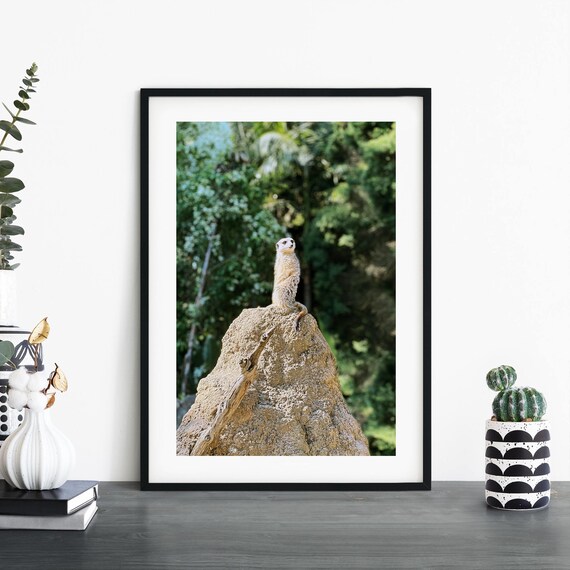 Meerkat Photographic Print Wall Art 4x6 5x7 A4 A3 A2 A1