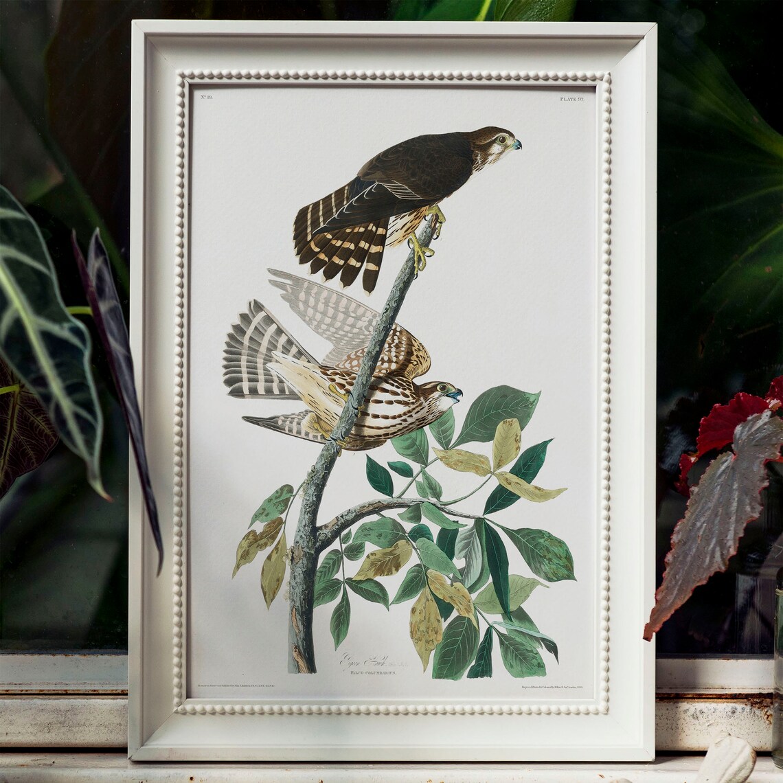 Hawk Antique Bird Painting Vintage Drawing Poster - Image 4