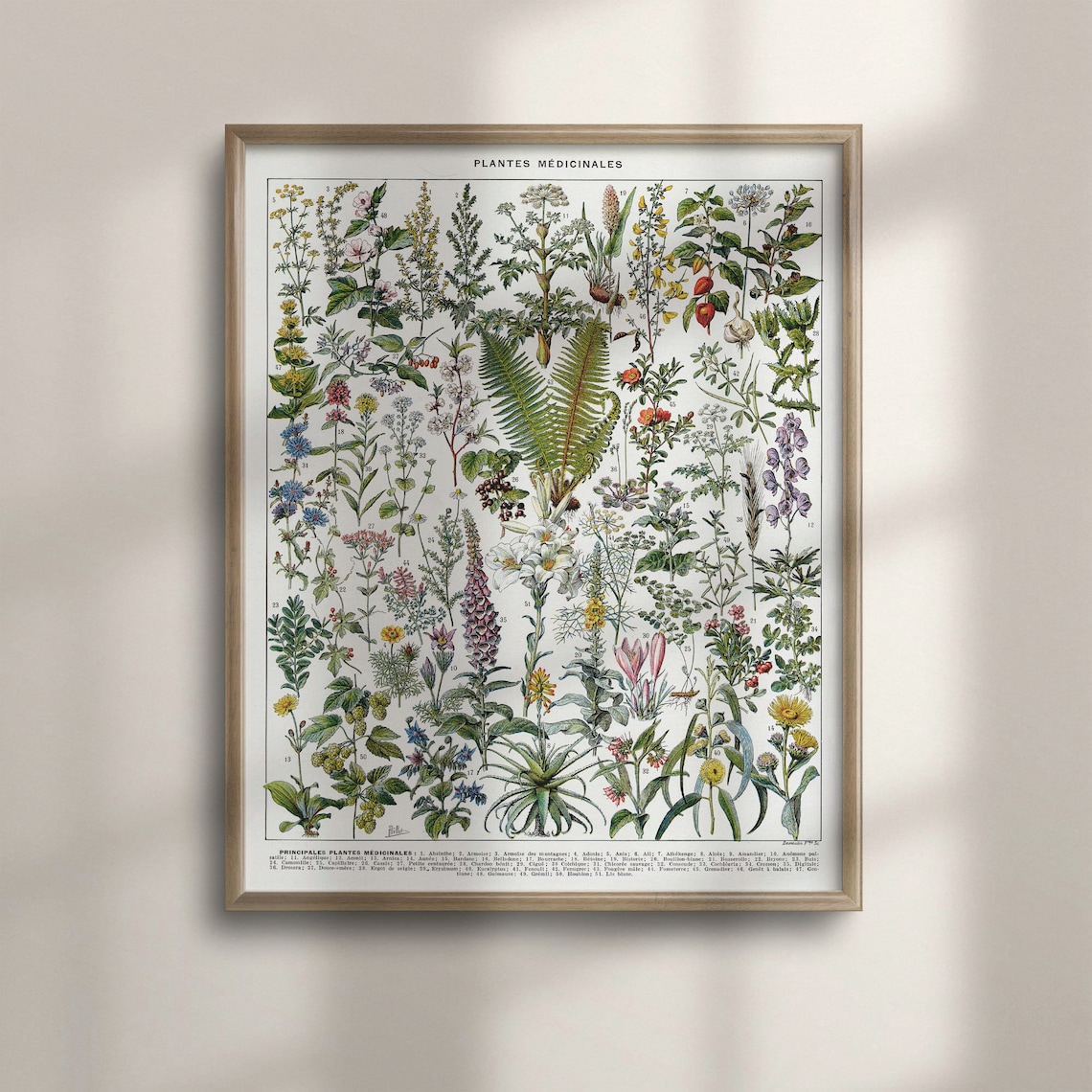 Vintage Botanical Medicinal Plant Art Print - Image 4