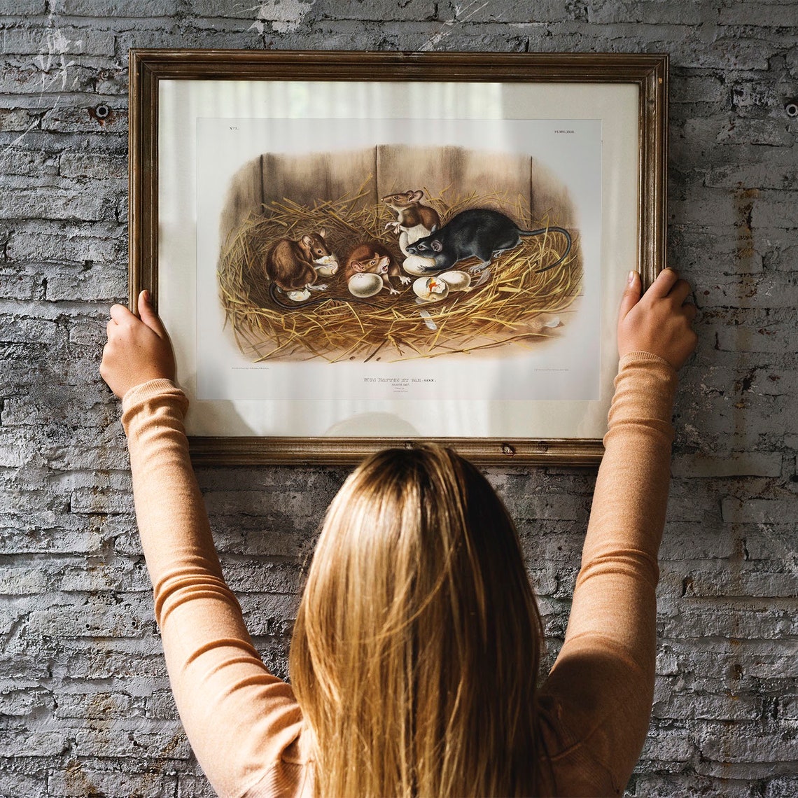 Audubon Black Rats Straw Nest Vintage Natural History Art Poster - Image 3