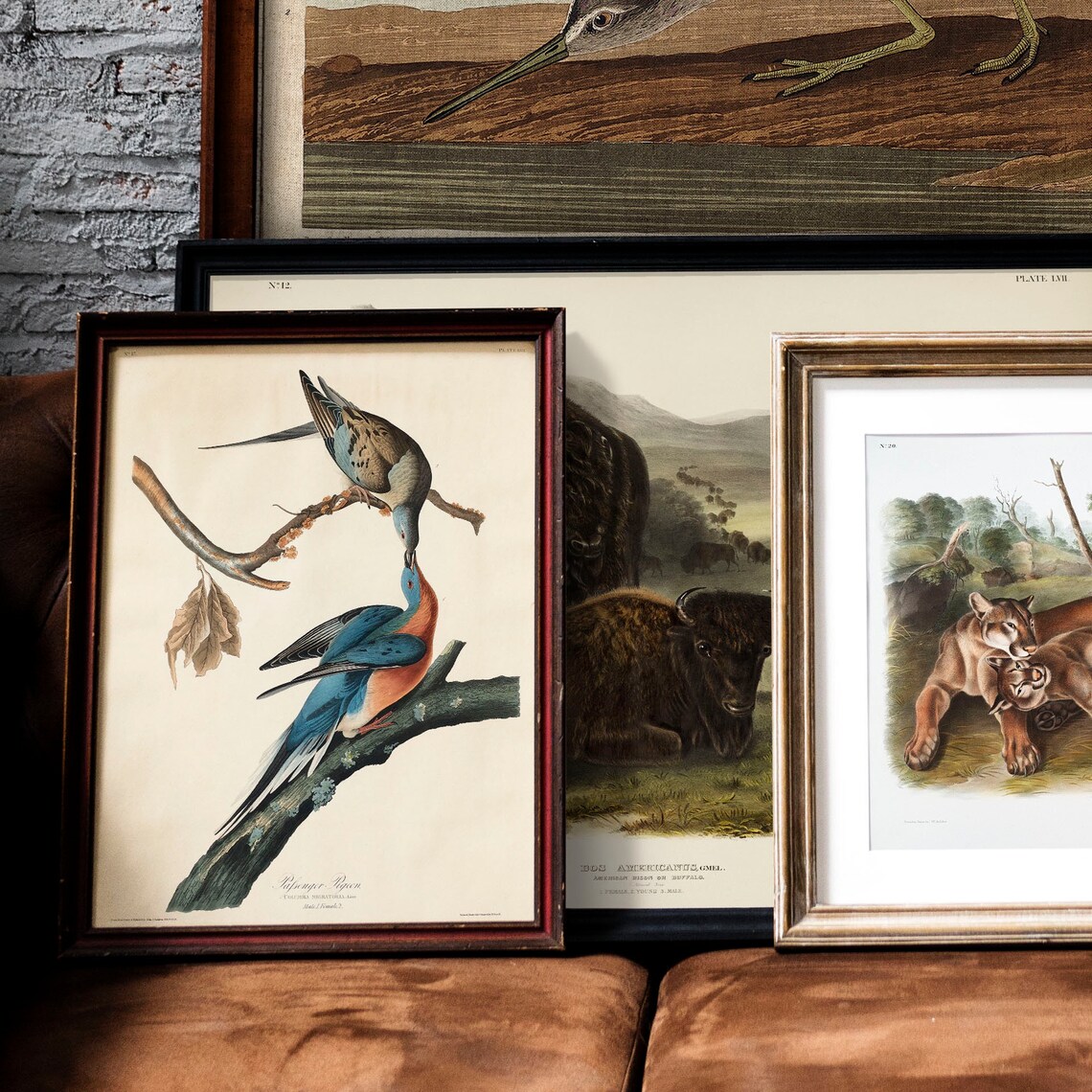 Passenger Pigeon Vintage Bird Illustration Art Print - Image 2