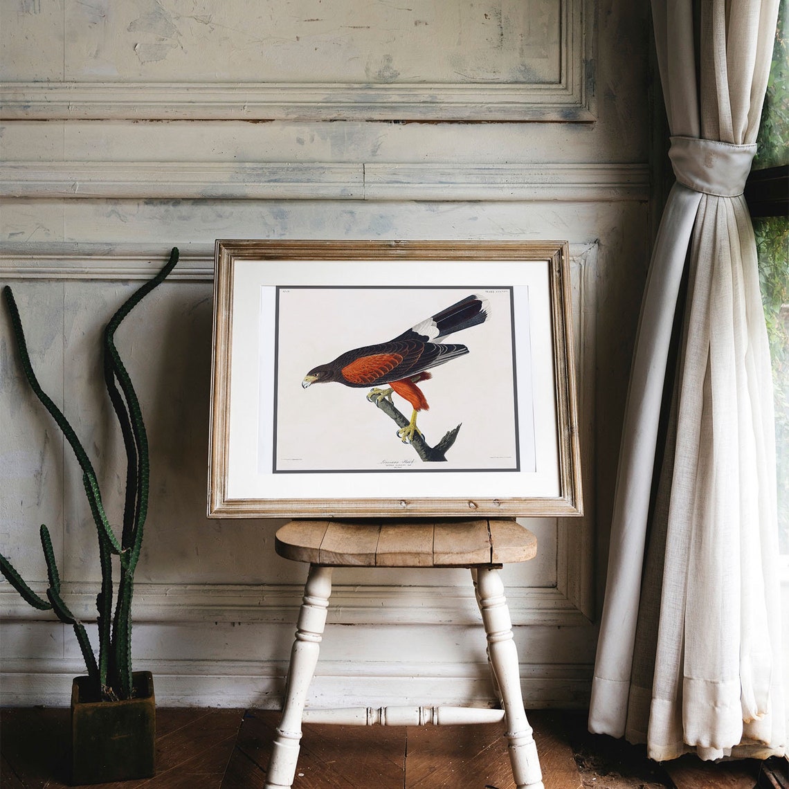Louisiana Hawk Audubon Vintage Bird of Prey Illustration Poster - Image 4