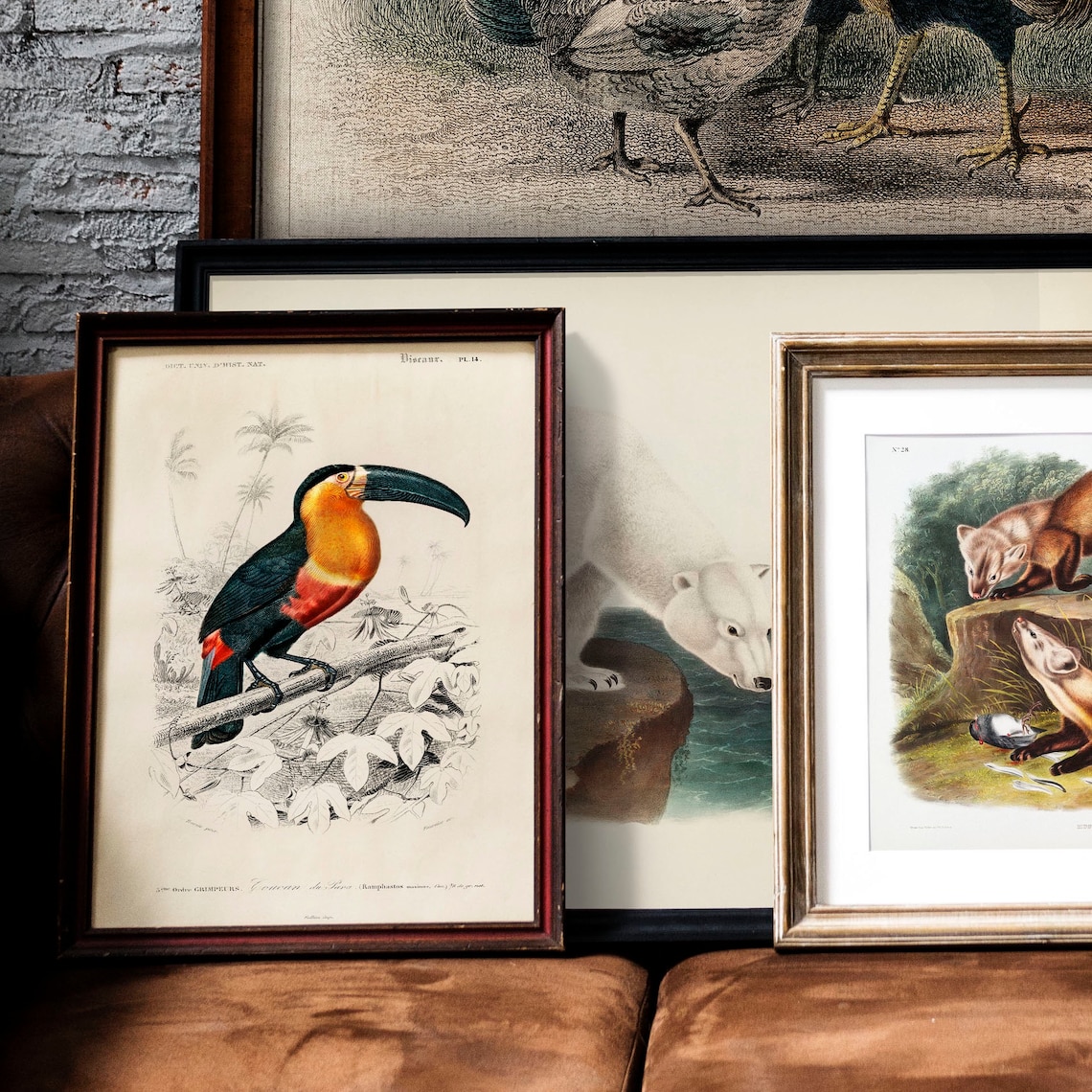 Tucan Vintage Animal Drawing, Antique Wall Art Print - Image 2