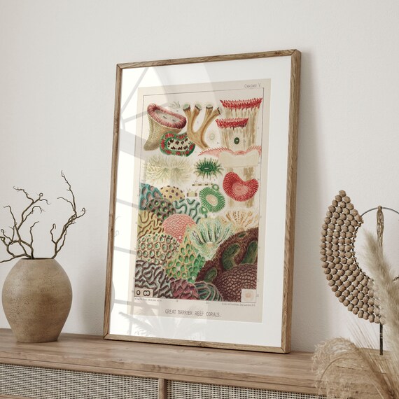 Vintage Sea Coral Artwork Great Barrier Reef Illustration Nautical Decor Beach Wall Art Australia Inspired Poster Beach House C16 1291
