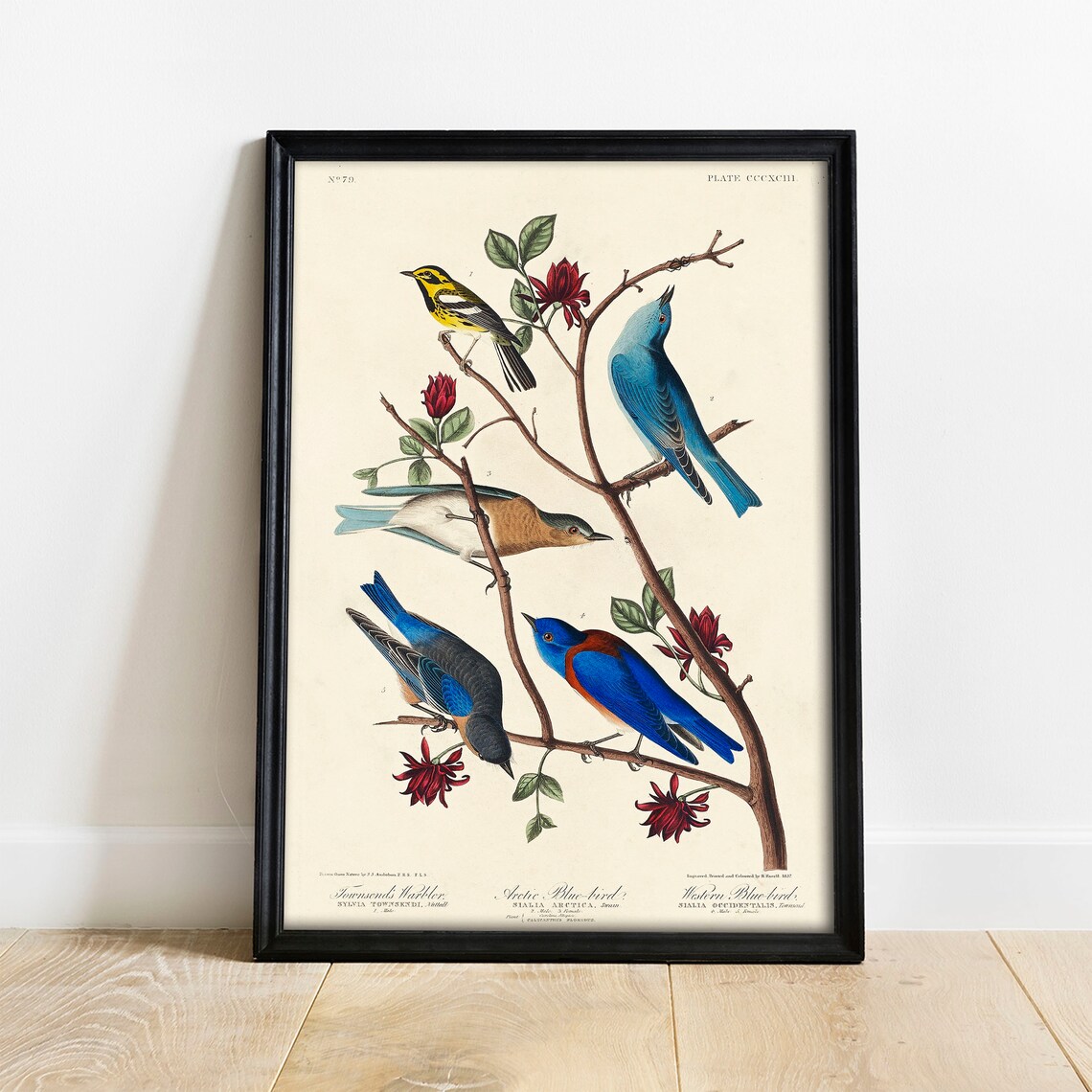 Arctic Blue Bird Vintage Bird Portrait Art Print