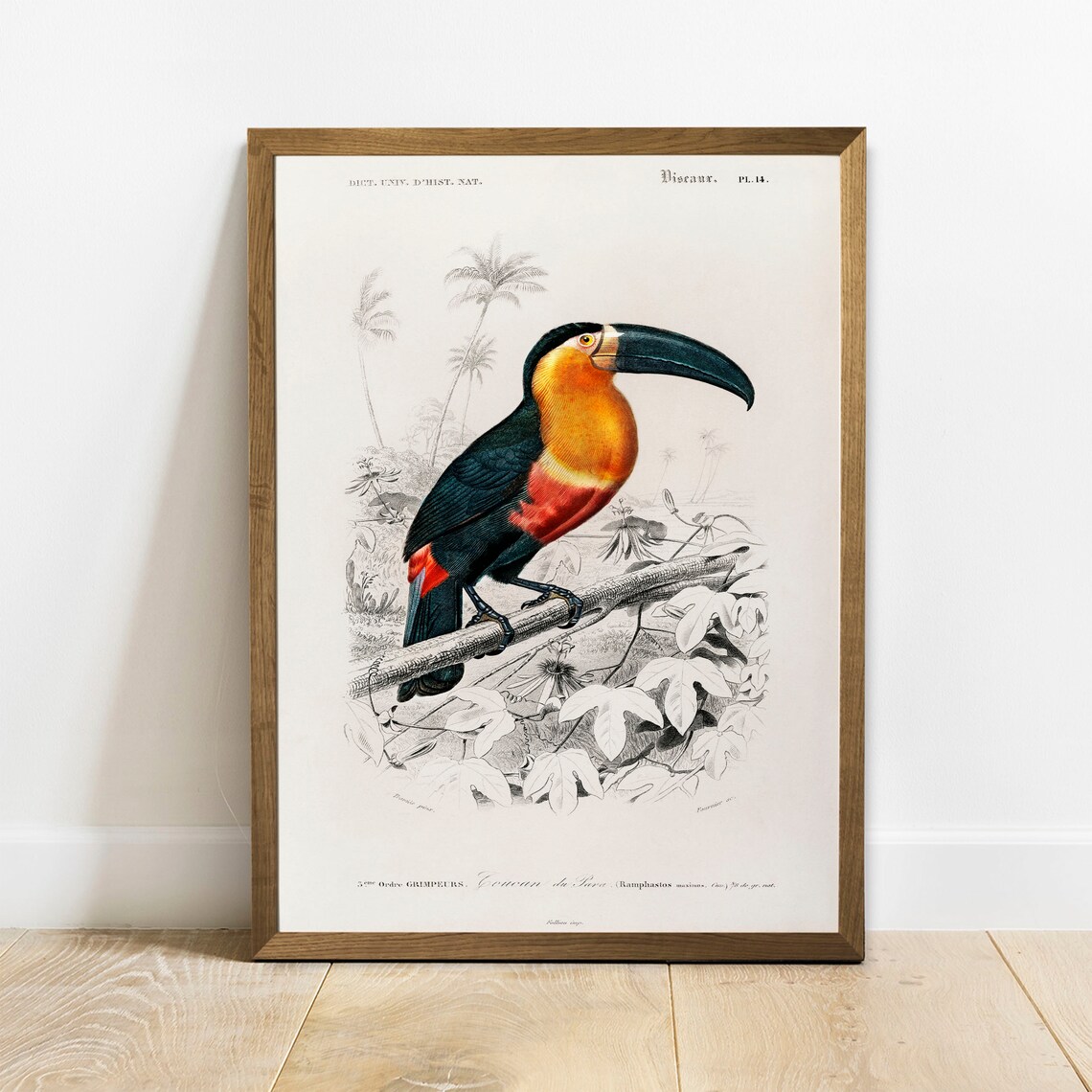 Tucan Vintage Animal Drawing, Antique Wall Art Print