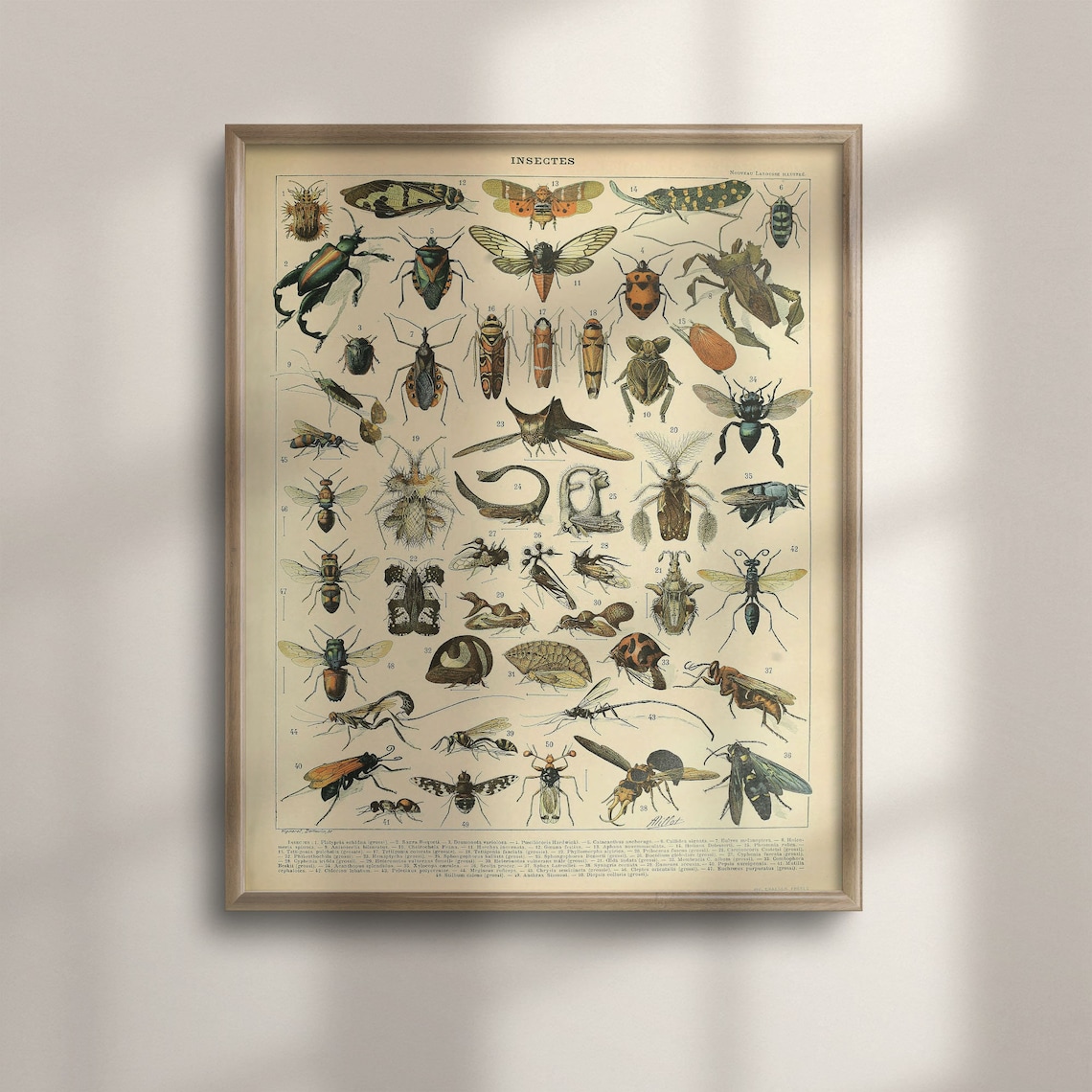 Adolphe Millot Vintage Insect Illustrations Art Print