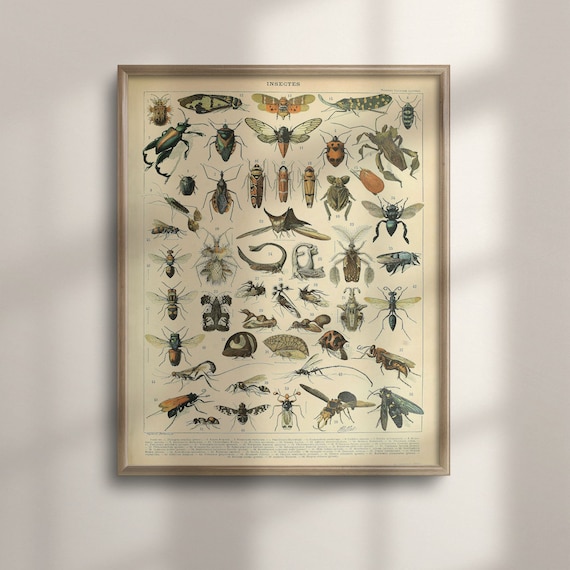 Adolphe Millot Vintage Insect Illustrations Art Print