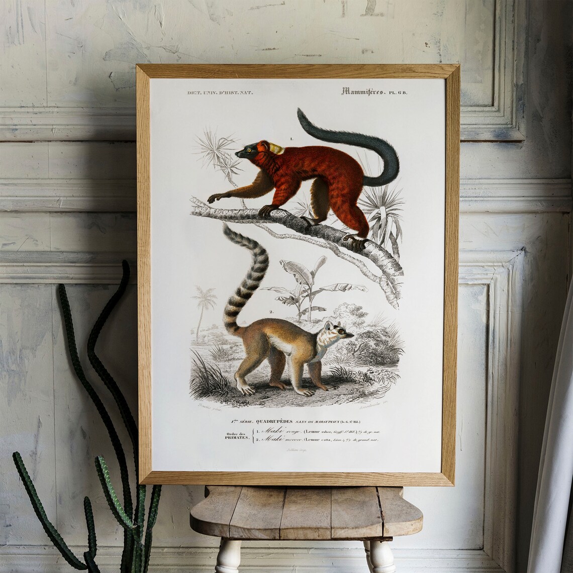Lemur Antique Animal Painting, Vintage Rustic Zoology Art - Image 4
