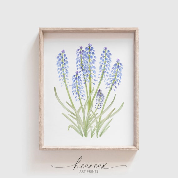 Grape Hyacinth Print Muscari Flower Watercolor Painting Blue Flower Print Botanical Wall Art Floral Home Decor Wall Art