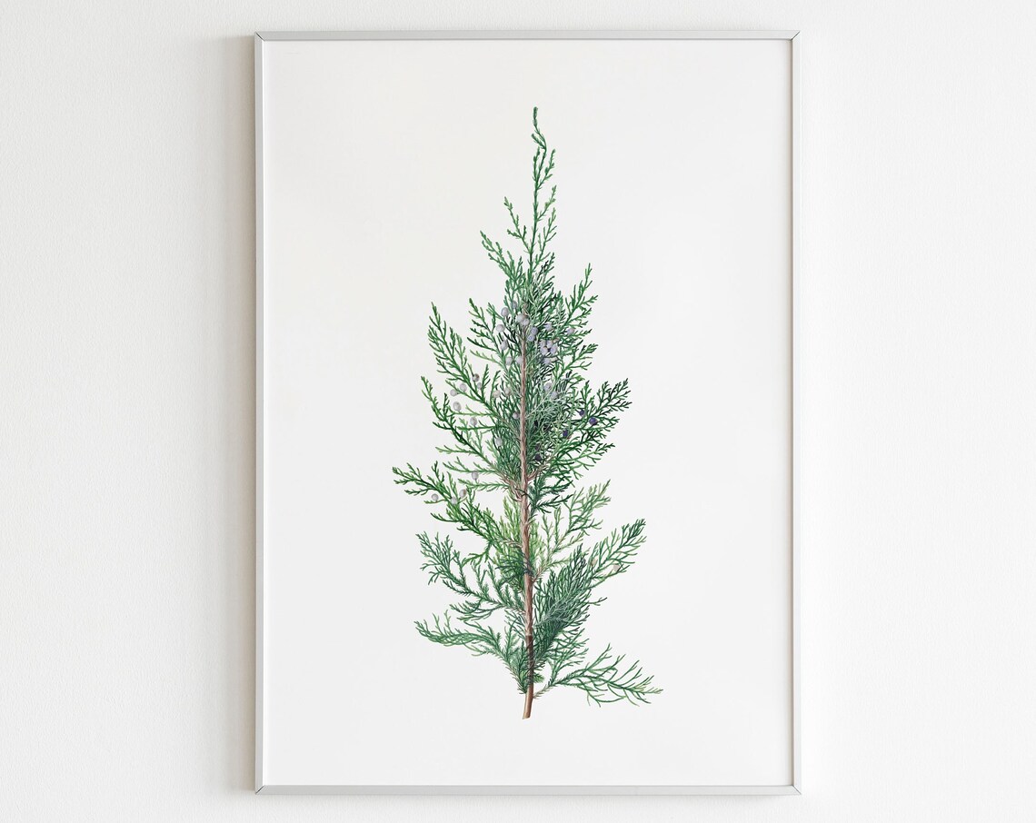 Watercolor Cedar Cypress Branch Botanical Minimalist Art Poster