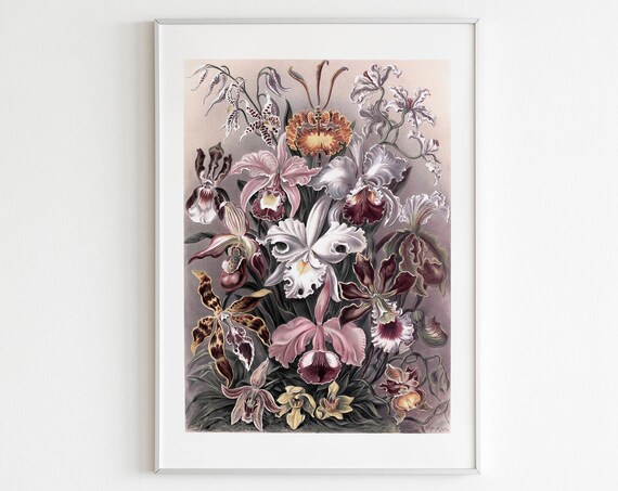 Orchids Illustration Digitally Restored Art Vintage Reproduction Orchids Illustration Jungle Tropical Print Ernst Haeckel Orchidae Orchids