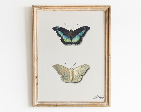 Antique Butterfly Painting Butterfly Artwork Insect Print Vintage Butterfly Artwork Eclectic Print Bohemian Gallery Wall Moth Art