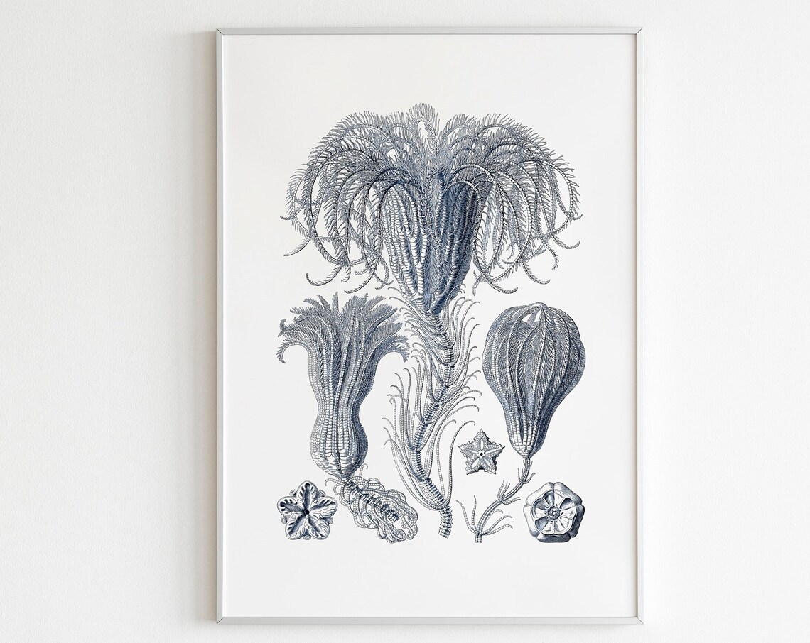 Sea Lilies Scientific Illustration Vintage Crinoid Engraving Art Poster - Image 2