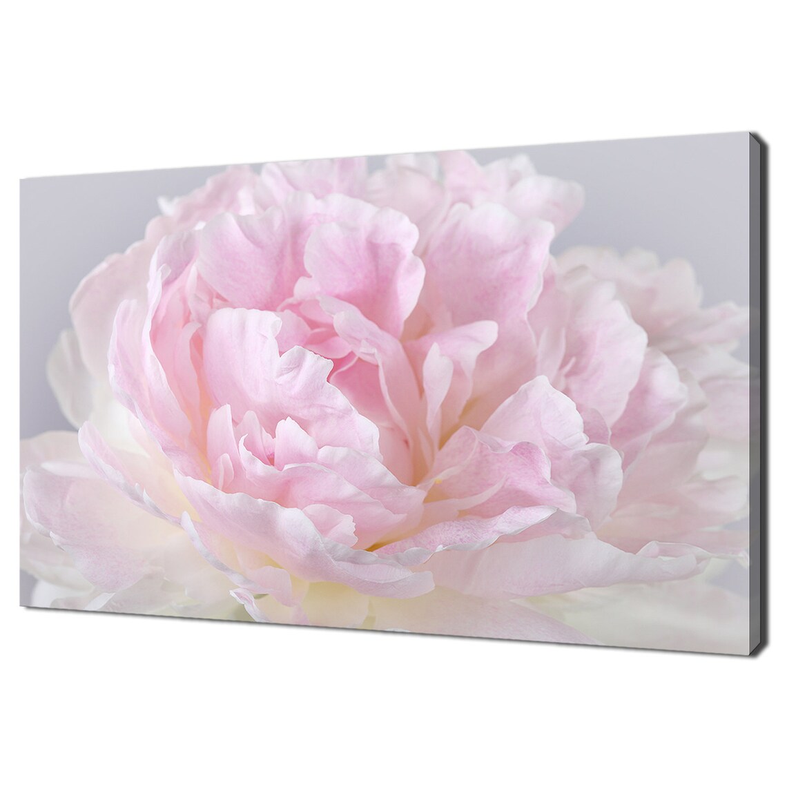 Pink Peony Petals Modern Design Art Print
