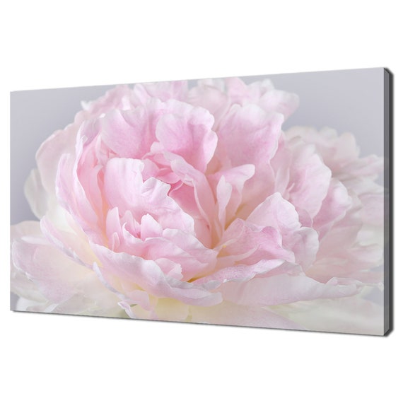 Pink Peony Petals Modern Design Art Print