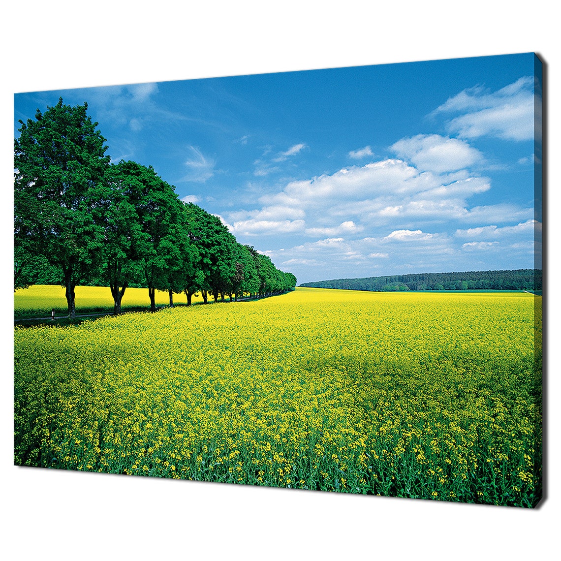 Spring Yellow Rapeseed Flower Fields Green Tree Allee Blue Sky Poster