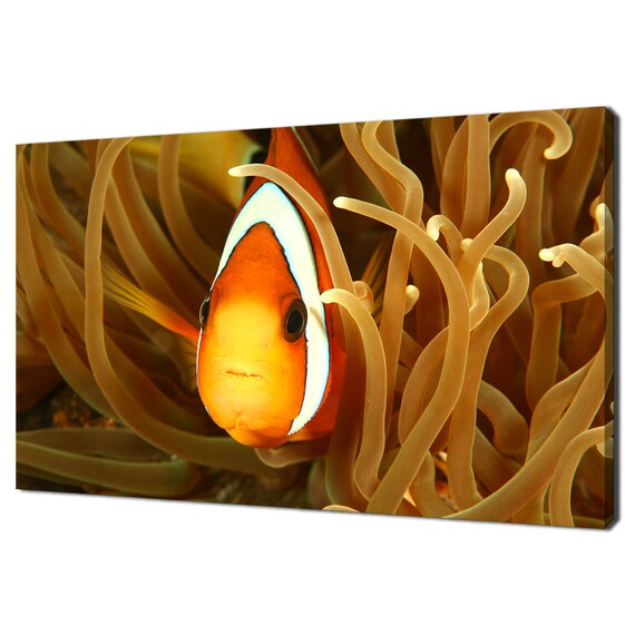 Clown Fish Swimming Between Orange Sea Anemone Modern Design Home Decor Print Wall Art Wall Hanging