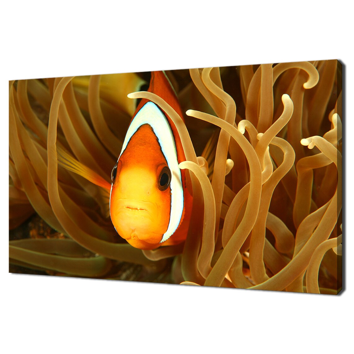 Clown Fish Swimming Between Orange Sea Anemone Modern Design Home Decor Print Wall Art Wall Hanging