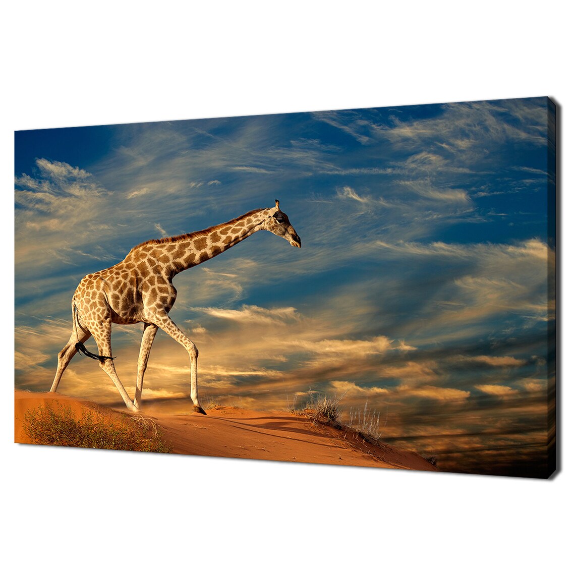 Giraffe Walking Desert Dunes Dramatic Sunset Sky Wildlife Safari Poster