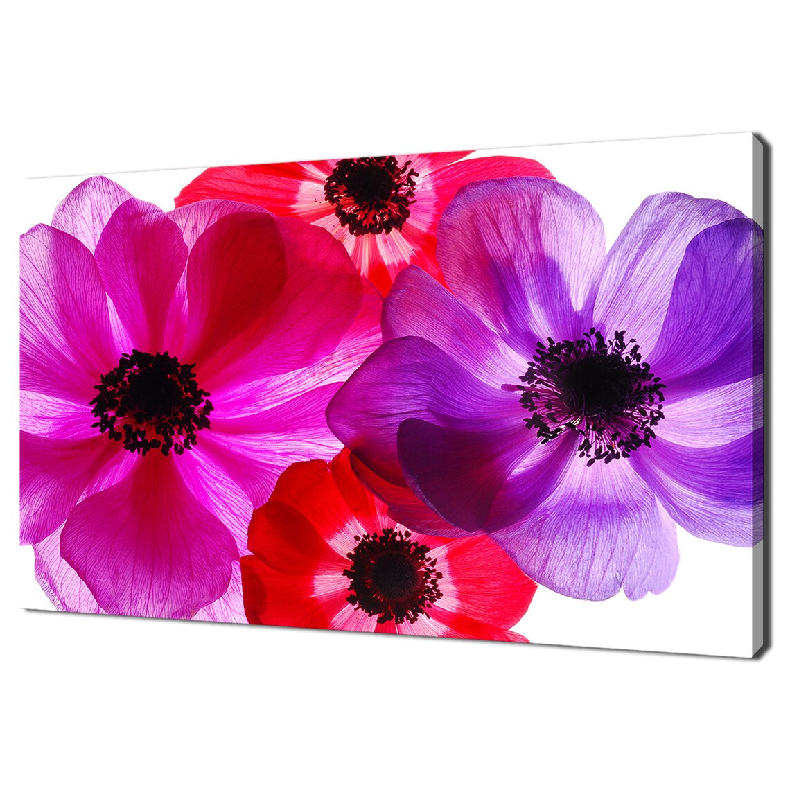 Pink Red Purple Anemone Flowers Close-Up White Background Poster