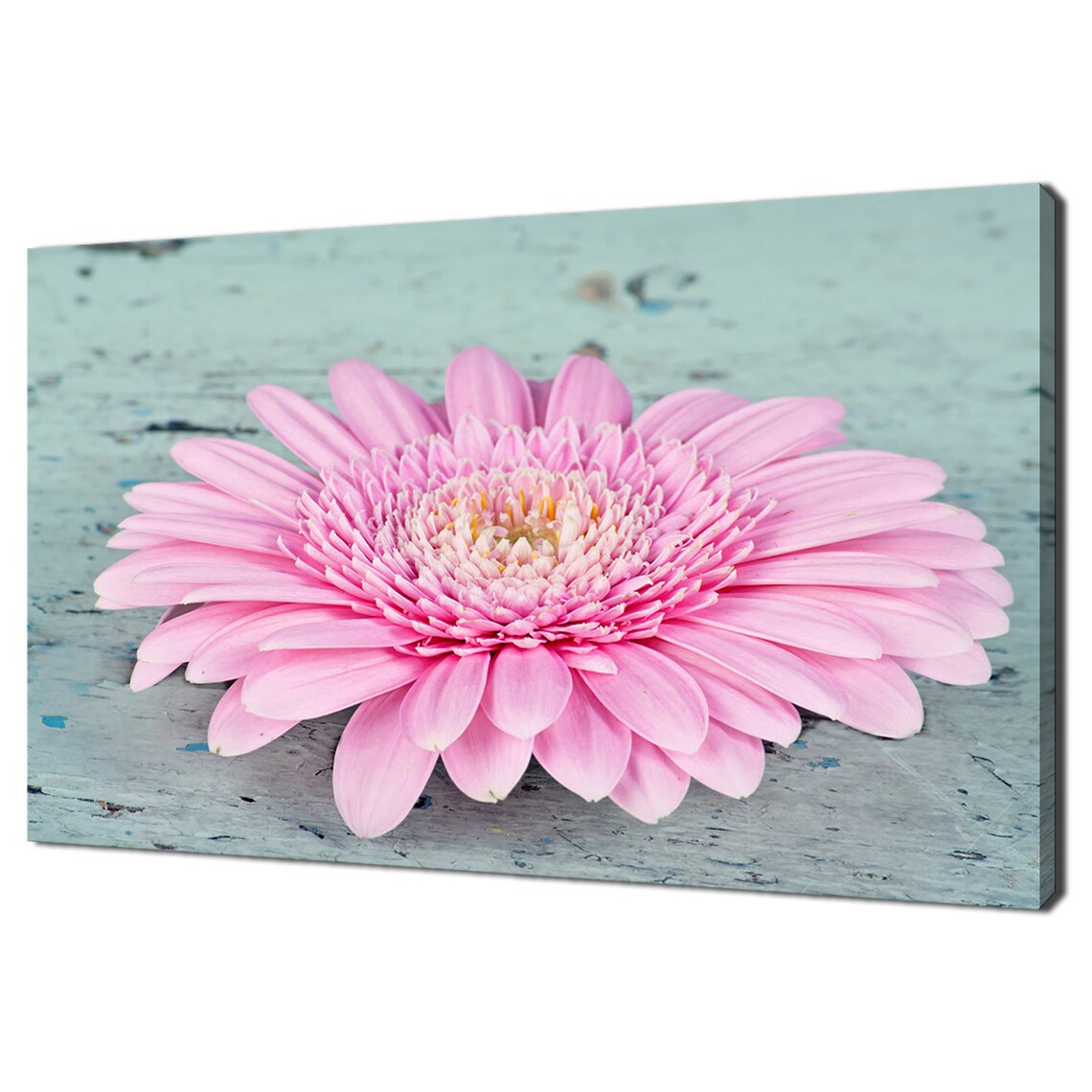 Pink Gerbera Daisy On Rustic Blue Wood Shabby Chic Floral Wall Poster