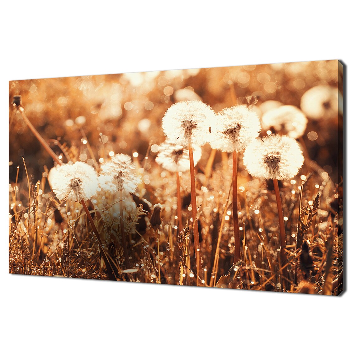 Dandelions In Meadow At Sunset, Modern Art Print