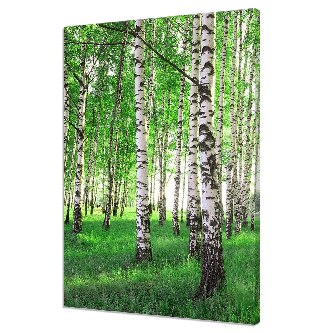 White Birch Tree Forest In Lush Green Summer Sunlight Poster