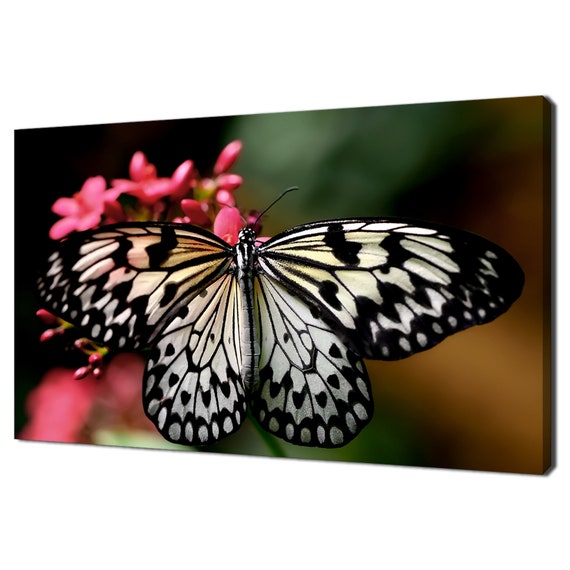 Black And White Butterfly On A Pink Flower Modern Design Home Decor Print Wall Art Ready To Hang