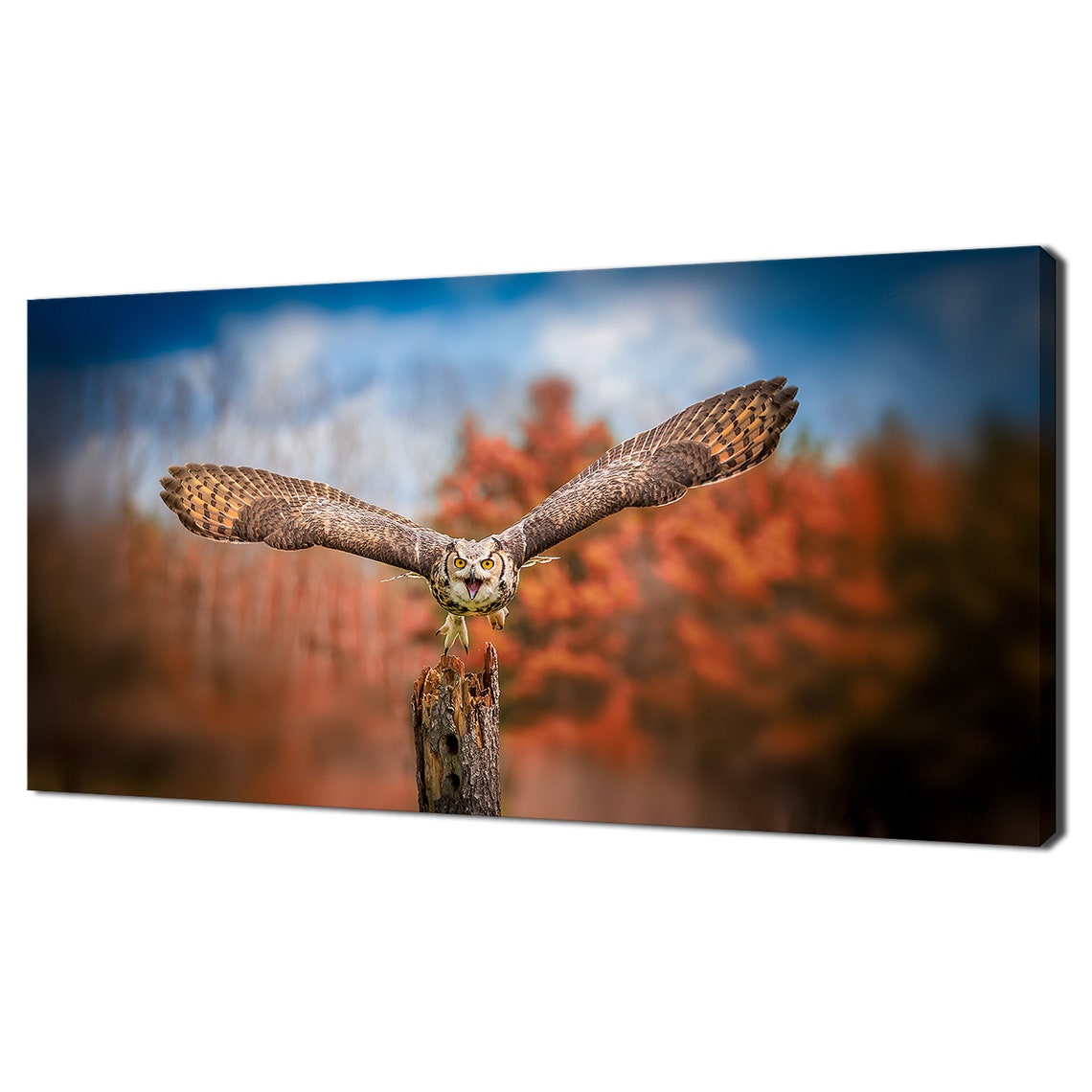 Great Horned Owl Taking Flight from Stump Autumn Forest Bird Poster
