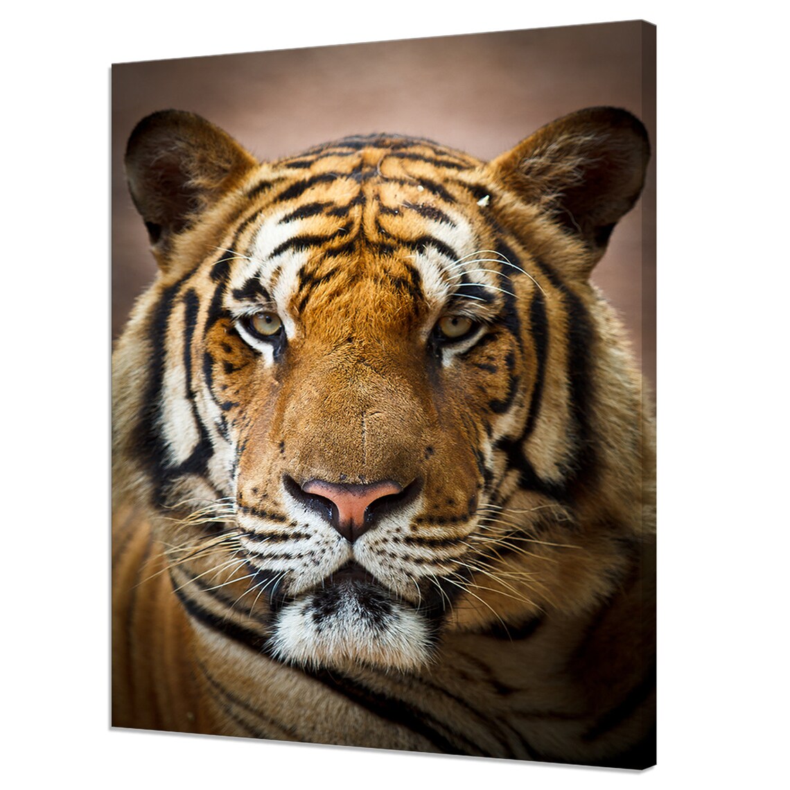 Tiger Face Portrait Art Print, Modern Wall Decor