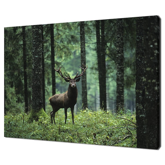 Red Deer Stag Green Pine Forest Wildlife Nature Photography Poster
