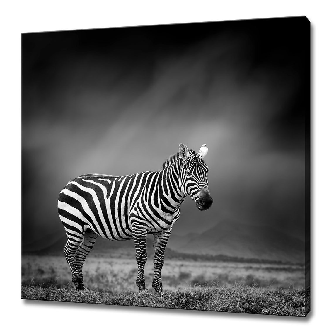 African Zebra Black And White Savanna Dramatic Wildlife Photo Poster