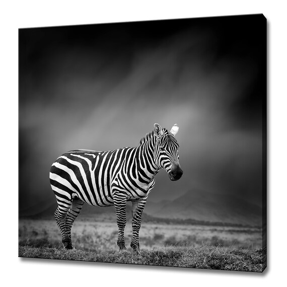 African Zebra Black And White Savanna Dramatic Wildlife Photo Poster