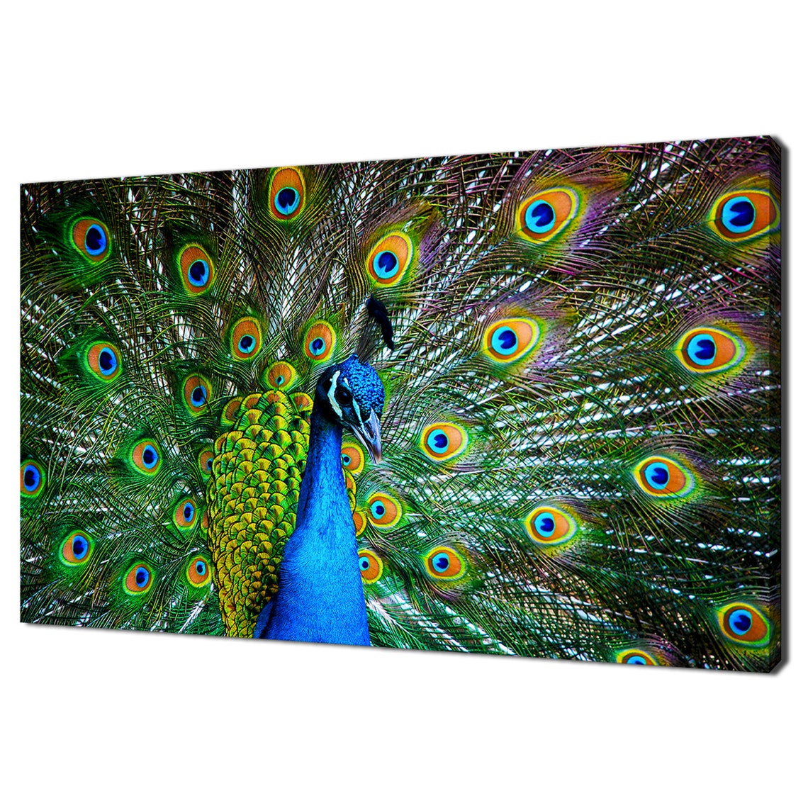 Peacock Fanning Iridescent Tail Feathers Vivid Color Bird Poster